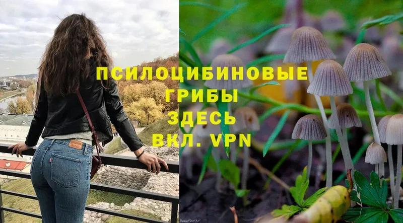 MEGA рабочий сайт  Вяземский  Псилоцибиновые грибы MAGIC MUSHROOMS 